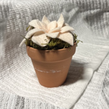 For one of my complex objects I thought this felt flower pot would be good, I like the shapes and I feel like it's acheivable.